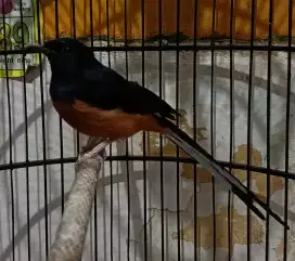 Burung manok murai batu ekor panjang