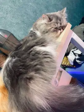 Kucing persia peaknose betina