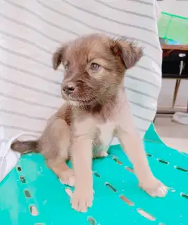 Dijual Anak Anjing Campuran Sehat Di Medan Amplas