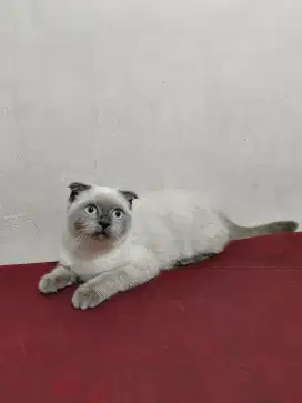 Kucing BSH Bluepoint Fold