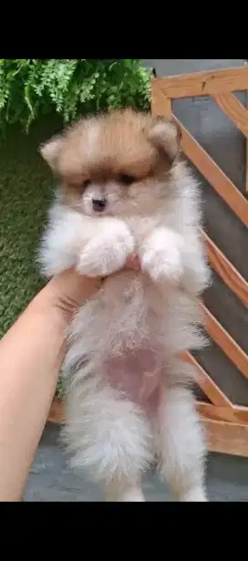mini pom party colour