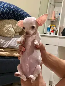 chihuahua jantan 2 bulan