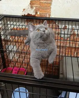 Kucing BSH British Shorthair Blue Solid Jantan 3 bulan Parent Pedigree