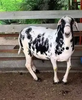 JUAL KAMBING KURBAN BERKUALITAS