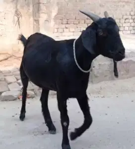 JUAL KAMBING KURBAN BERKUALITAS