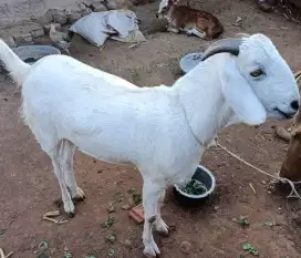 JUAL KAMBING KURBAN BERKUALITAS