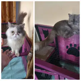 Kucing Anggora & Peaknose