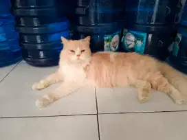 Kucing perisa Flatnouse Longhair