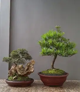 Bonsai cantik ada 2 pohon.