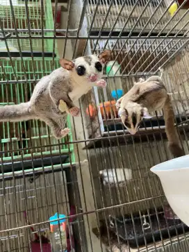 Sugar glider sepasang