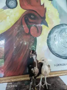 Ayam peluang anakan asli cianjur  umr 1 bln.lebih sepasang.trah baik2