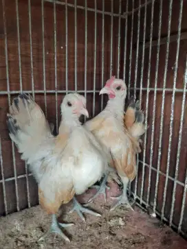 Ayam serama 1 pasang