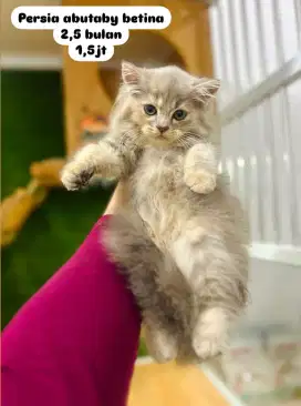 Kucing kitten lucu lucu bisa cod atau pantau langsung