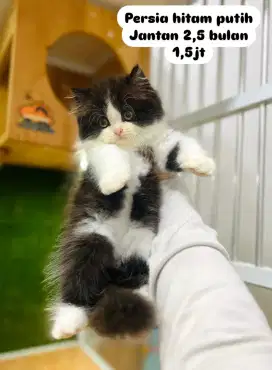 kucing kucing kitten luucu lucu bisa diantar
