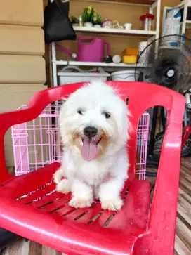 Pejantan Maltese