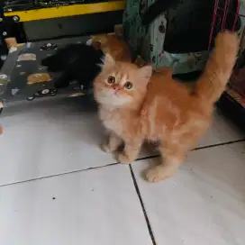 Kucing Persia orange