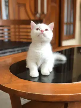 Munchkin bsh jantan