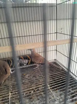 Perkutut lokal sepasang siapan sudah mulai kawin