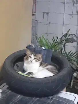 Kucing persia mix dom