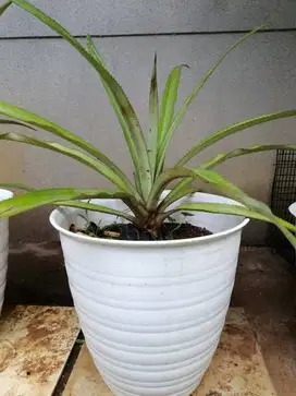 Jual Tanaman Buah Nanas Madu