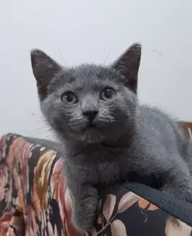 Kucing kitten British Short hair
