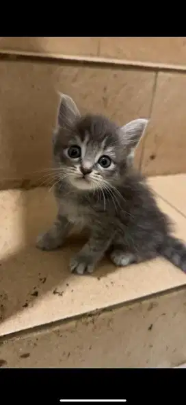 Kucing Kitten Taby Mujaer