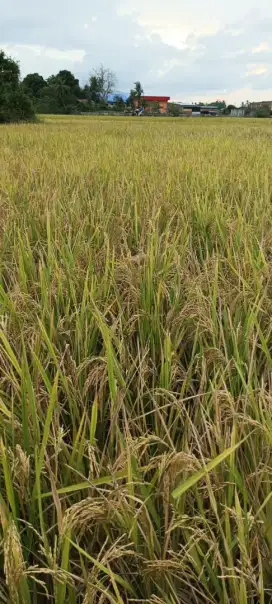 Jual sepetak sawah