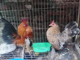 Ayam Serama sepasang produksi