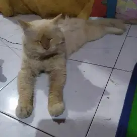 Open Adopsi Kucing
