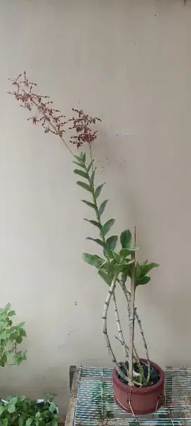 Anggrek keriting cantik