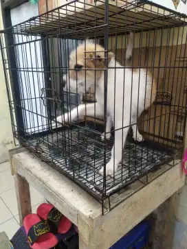 Anjing belasteran