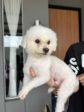Di jual BICHON FRISE JANTAN stambun + Vaksin umur 1 tahun