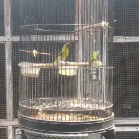 Burung .anakan bhs