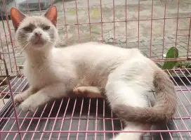 Kucing Siam Betina