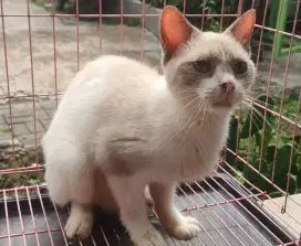 Kucing Siam Betina