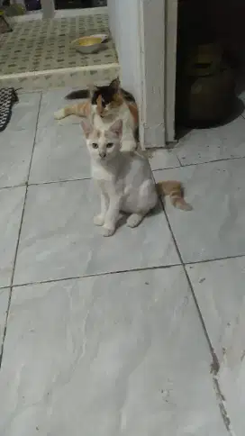 Kitten Persia Jantan 4 bulan.