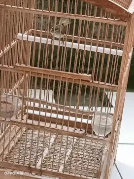 Kerak basi (Sinchan alis hitam)