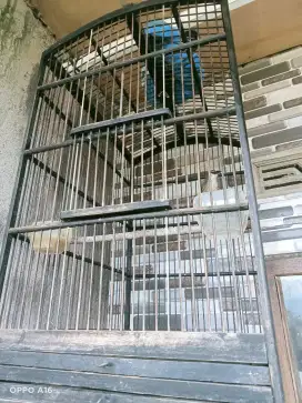 Burung kaso2 gacor TPI blm pke banget