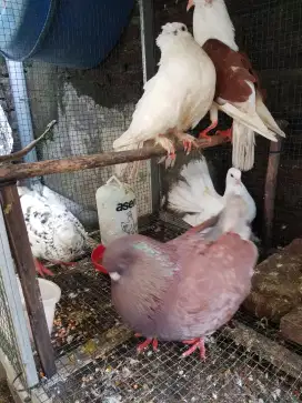 Macam2 burung hias