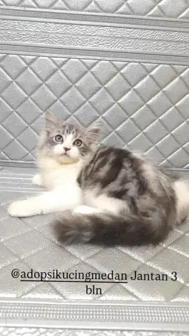 Ready jantan 3 bln marbel putih