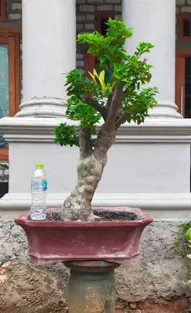 Bonsai Bougenville Singapore
