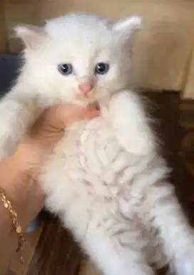 Kucing Kitten Persia Lucu Imut Bulu Kapas