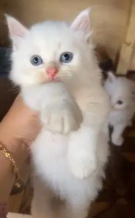 Kucing Kitten Persia Bulu Kapas
