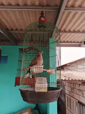 Derkuku Kelantan betina jinak