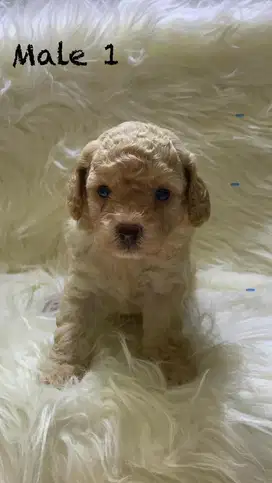 Anakan Toy Poodle