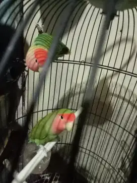 Jual lovebird bio opaline sejodo
