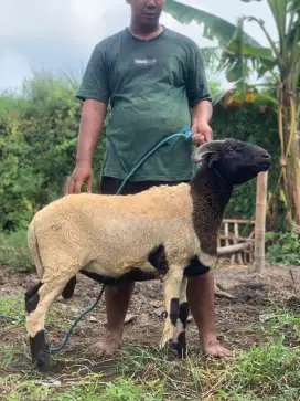 Kambing qurban gemuk sehat