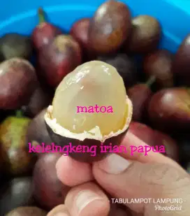 Bibit matoa kelengkeng rambutan papua Bandar Lampung