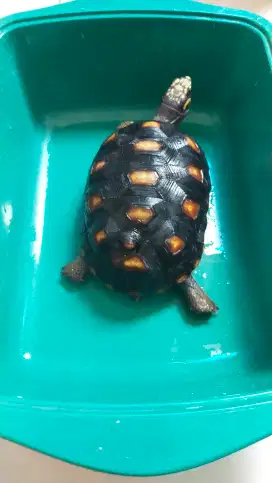 Kura darat redfoot