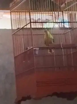 Podang lokal gacor dor